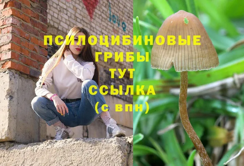 как найти закладки  Кашин  Галлюциногенные грибы MAGIC MUSHROOMS 